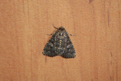 Condicinae