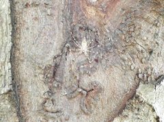 Hersilia albomaculata