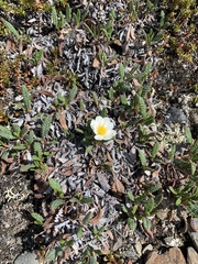 Dryas alaskensis