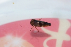 Drabescus