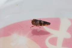Drabescus