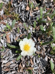 Dryas alaskensis
