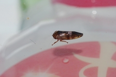 Drabescus