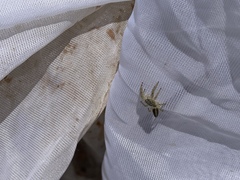Mendoza elongata