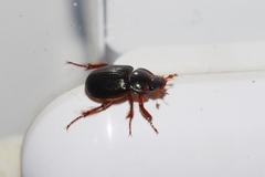 Phaeochrous emarginatus