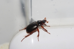 Phaeochrous emarginatus