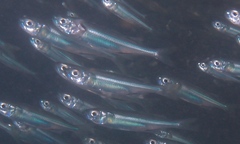 Atherinomorus vaigiensis