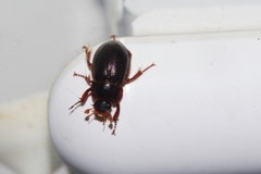 Phaeochrous emarginatus