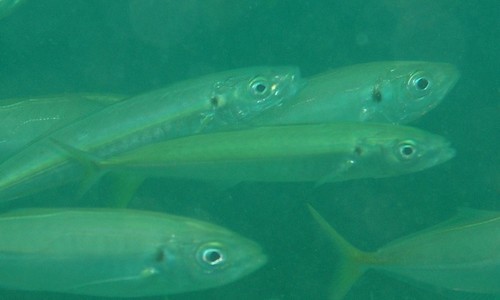 Cherootfish (Decapterus macrosoma) — Carangidae — 5
