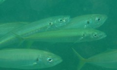 Decapterus macrosoma