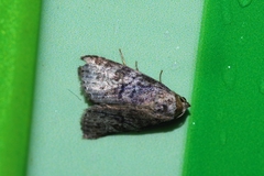 Bryophilina mollicula