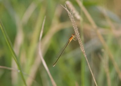 Ischnura asiatica