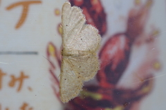 Idaea sakuraii