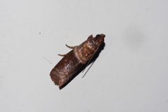 Addyme confusalis