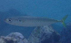 Scomber australasicus