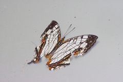 Cyrestis thyodamas mabella