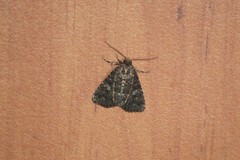 Condicinae