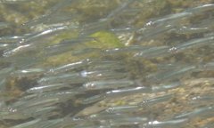 Atherinosoma microstoma