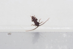 Cephalallus ryukyuensis