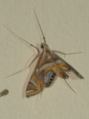 Margarosticha sphenotis