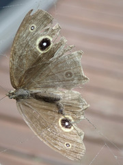 Mycalesis gotama