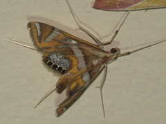 Margarosticha sphenotis