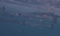 Tylosurus gavialoides