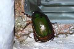 Anomala xanthopleura