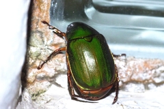 Anomala xanthopleura