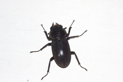 Dorcus amamianus nomurai