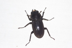 Dorcus amamianus nomurai
