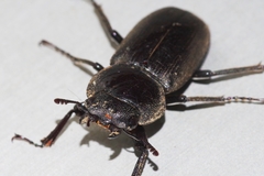 Dorcus amamianus nomurai