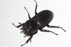 Dorcus amamianus nomurai