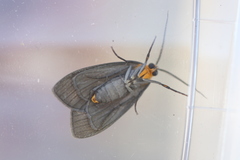 Agaraea inconspicua
