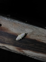 Lygropia