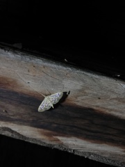 Lygropia