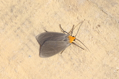 Agaraea inconspicua