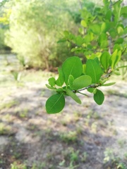 Erythroxylum havanense