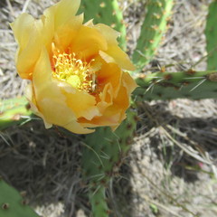 Opuntia cymochila