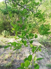 Erythroxylum havanense