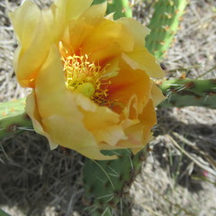 Opuntia cymochila