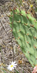 Opuntia cymochila