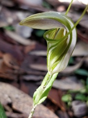 Pterostylis grandiflora