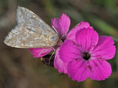 Evergestis frumentalis