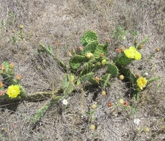 Opuntia cymochila