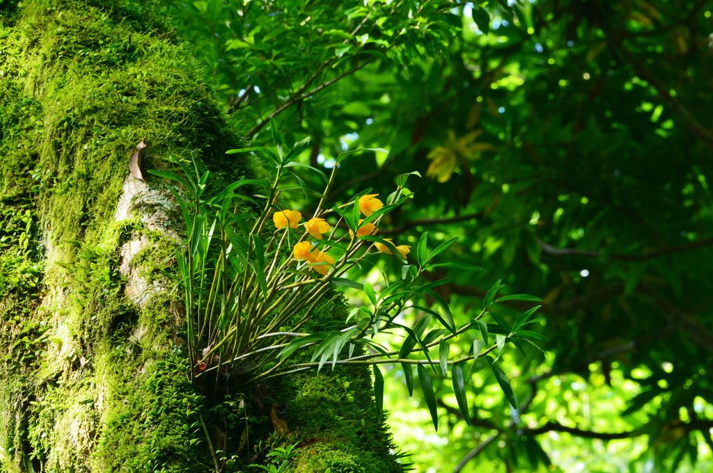 Dendrobium chryseum Rolfe 3