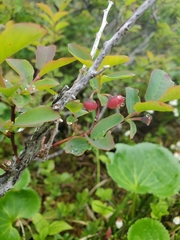 Vaccinium alaskaense