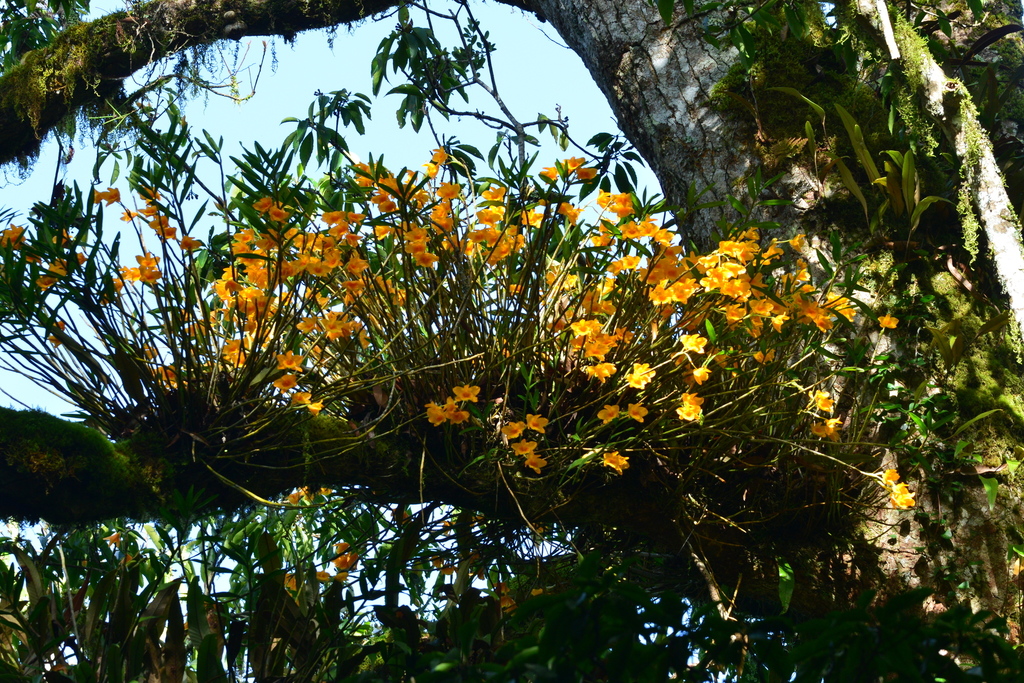 Dendrobium chryseum Rolfe 4