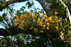 Dendrobium chryseum