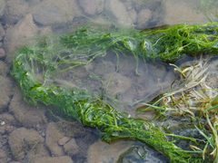 Ulva flexuosa